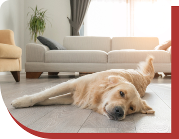 A large golden retriever lying on it's side, stretched out on the floor of a living room