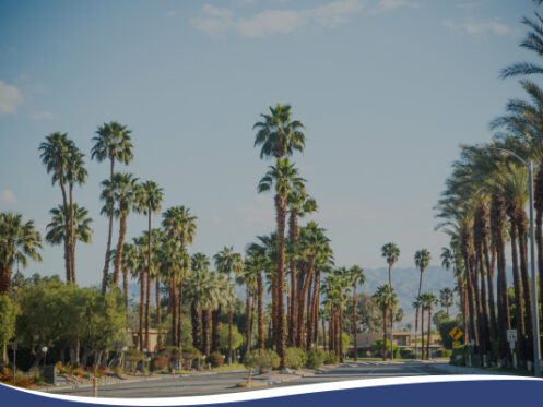 A landscape of Florida featuring palm trees in rows in front of a mountain range and a blue sky with a few white clouds